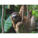 Three Toed Sloth National Geographic 500 Piece Jigsaw Puzzle NYPC - for just $22.99! 