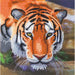 Tiger Crystal Art Card Kit Craft Buddy - for just $7.99! 