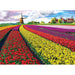 Tulip Fields 1000 Piece Jigsaw Puzzle Eurographics - for just $21.99! 