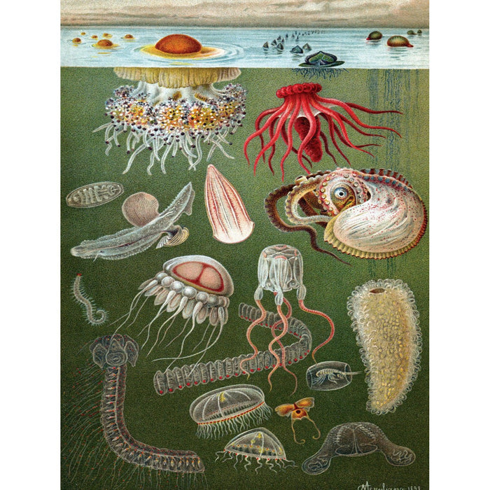 Under the Sea 1000 Piece Jigsaw Puzzle NYPC - for just $24.99! 