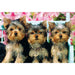 We Didn't Do It 234 Piece "World's Smallest" Jigsaw Puzzle TDC - for just $9.99! 