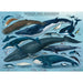 Whales & Dolphins 1000 Piece Jigsaw Puzzle Eurographics - for just $19.99! 