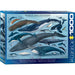 Whales & Dolphins 1000 Piece Jigsaw Puzzle Eurographics - for just $19.99! 