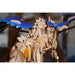 Windstorm Dragon 3D Wood Model Kit UGEARS - for just $56.99! 