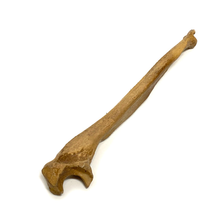 Realistic Ulna Bone Lightweight Rigid Foam - Clean - for just $30! 
