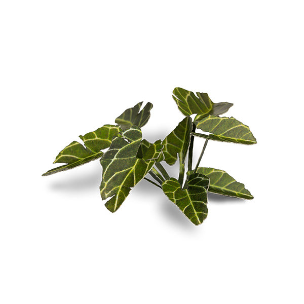 Gamers Grass Laser Plants: Elephant Ear - for just $7.55! 