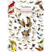 Audubon - Songbirds 1000 Piece Jigsaw Puzzle - for just $12.99! 