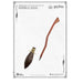 Beast Kingdom Harry Potter Series PEN-002 Broomstick Pen - Choose your Version - for just $16.99! 