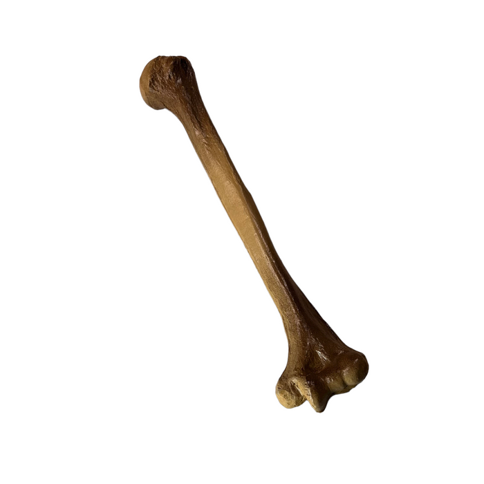 Realistic Lightweight Rigid Foam Humerus Prop - for just $40! 