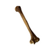 Realistic Lightweight Rigid Foam Humerus Prop - for just $40! 