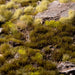 Gamers Grass Tufts: Swamp 4mm- Wild - for just $5.95! 