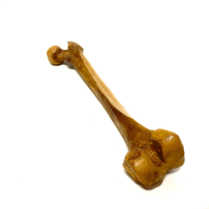 Femur Bone Special Effects Prop Clean - for just $50! 