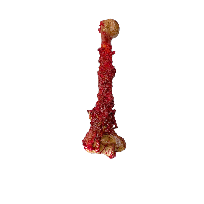 Realistic Lightweight Rigid Foam Humerus Prop - for just $40! 