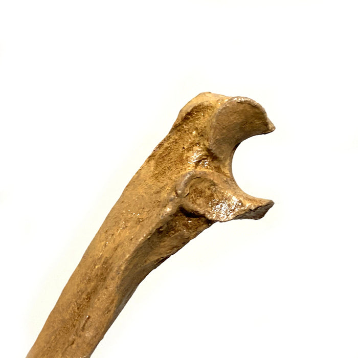 Realistic Ulna Bone Lightweight Rigid Foam - Clean - for just $30! 