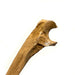 Realistic Ulna Bone Lightweight Rigid Foam - Clean - for just $30! 