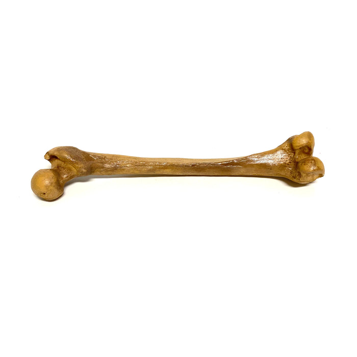 Femur Bone Special Effects Prop Clean - for just $50! 