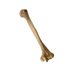 Realistic Lightweight Rigid Foam Humerus Prop - for just $40! 