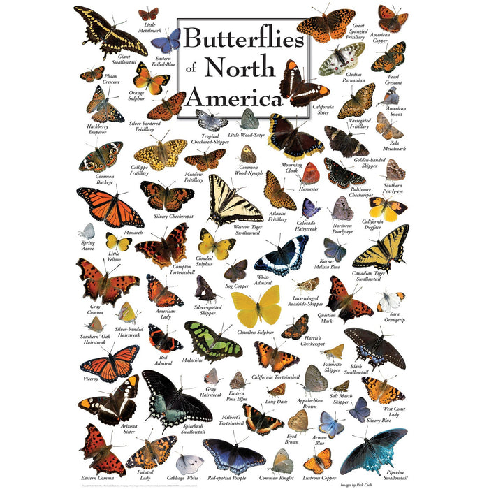 Butterflies of North America 1000 Piece Jigsaw Puzzle - Just $16.99! Shop now at Retro Gaming of Denver