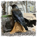 Be Like A Crow: Crowthulhu - for just $5.99! 