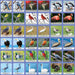 Audubon - Bird Matching Game - for just $7.99! 