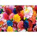 Brilliance - Beautiful Blooms 500 Piece Jigsaw Puzzle - for just $14.99! 