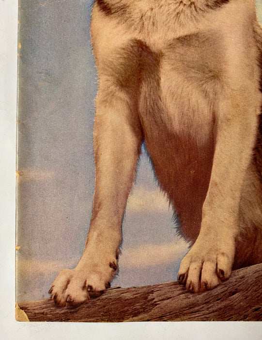 Four Color (1942) #434 Rin Tin Tin #1 Photo Cover Sparky Moore Art TV Show - for just $20! 