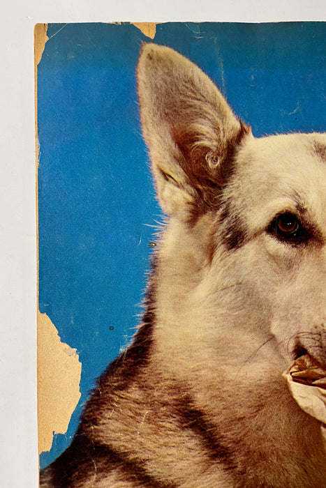 Four Color (1942) #434 Rin Tin Tin #1 Photo Cover Sparky Moore Art TV Show - for just $20! 