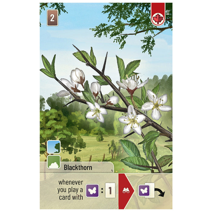 Forest Shuffle: Woodland Edge Expansion - for just $12.99! 