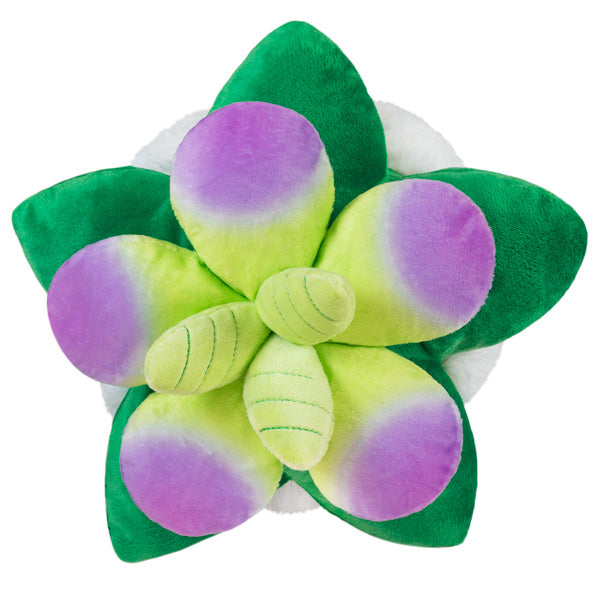 Squishable Succulent (Mini) - for just $22! 