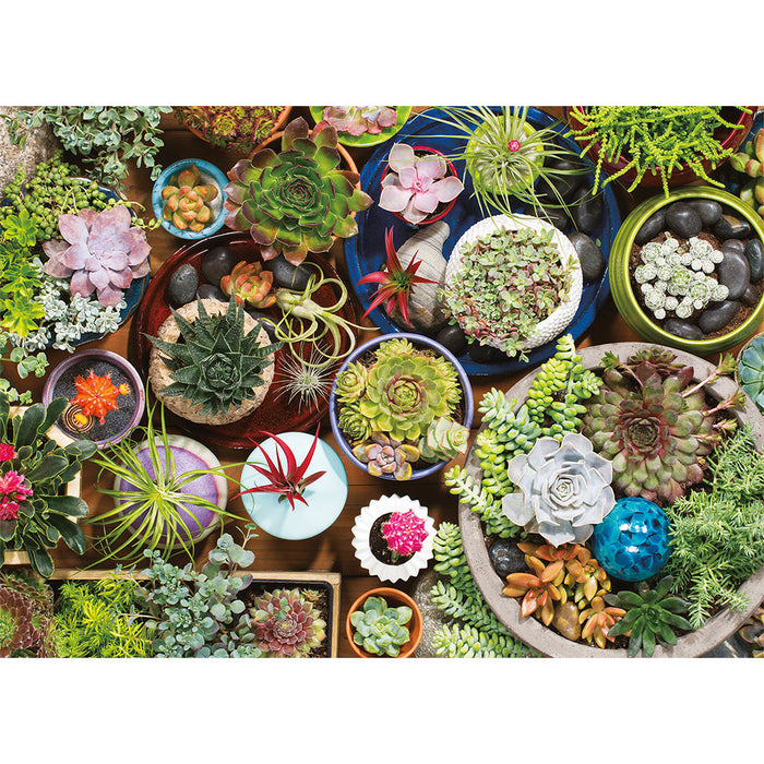 Puzzle: Succulents - for just $19.99! 