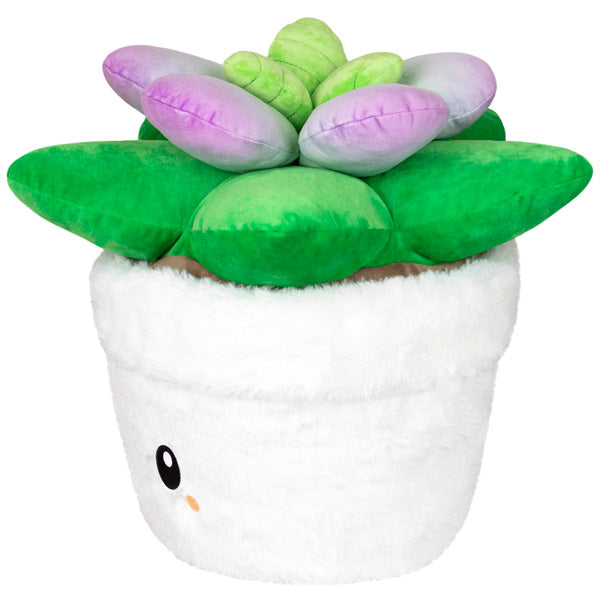 Squishable Succulent (Standard) - for just $48! 