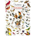 Audubon - Songbirds 1000 Piece Jigsaw Puzzle - Just $16.99! Shop now at Retro Gaming of Denver