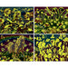 Glow in the Dark 100 Piece Jigsaw Puzzles - 4-Pack V1 - for just $14.99! 