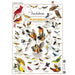 Audubon - Songbirds 1000 Piece Jigsaw Puzzle - for just $16.99! 